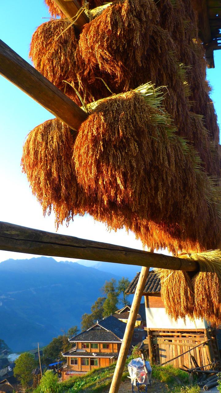 湖南地区适合种植什么