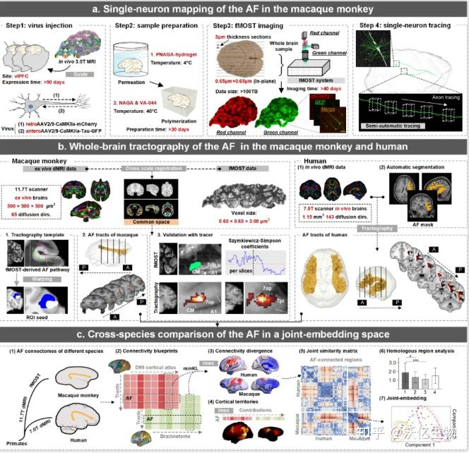 Adv Sci｜fMOST绘制多尺度、跨模态灵长类关键语言-听觉通路连接图谱 - 知乎