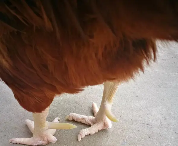 鸡的脚蹬子生长情况和什么有关 怎样才能让鸡快速长蹬爪
