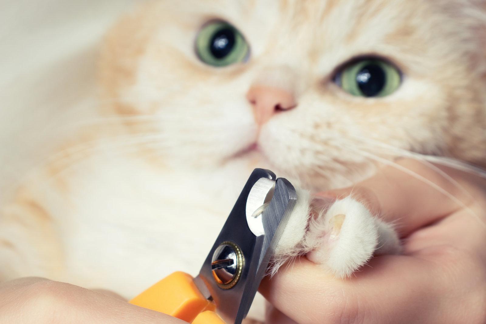 给猫咪剪指甲的正确方法 - 知乎