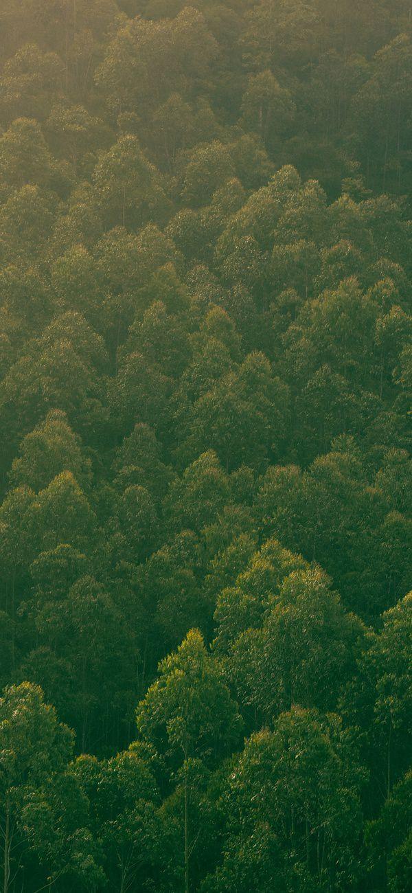 有哪些让你一眼万年的绿色系壁纸?(绿色壁纸大全图片清新自然)