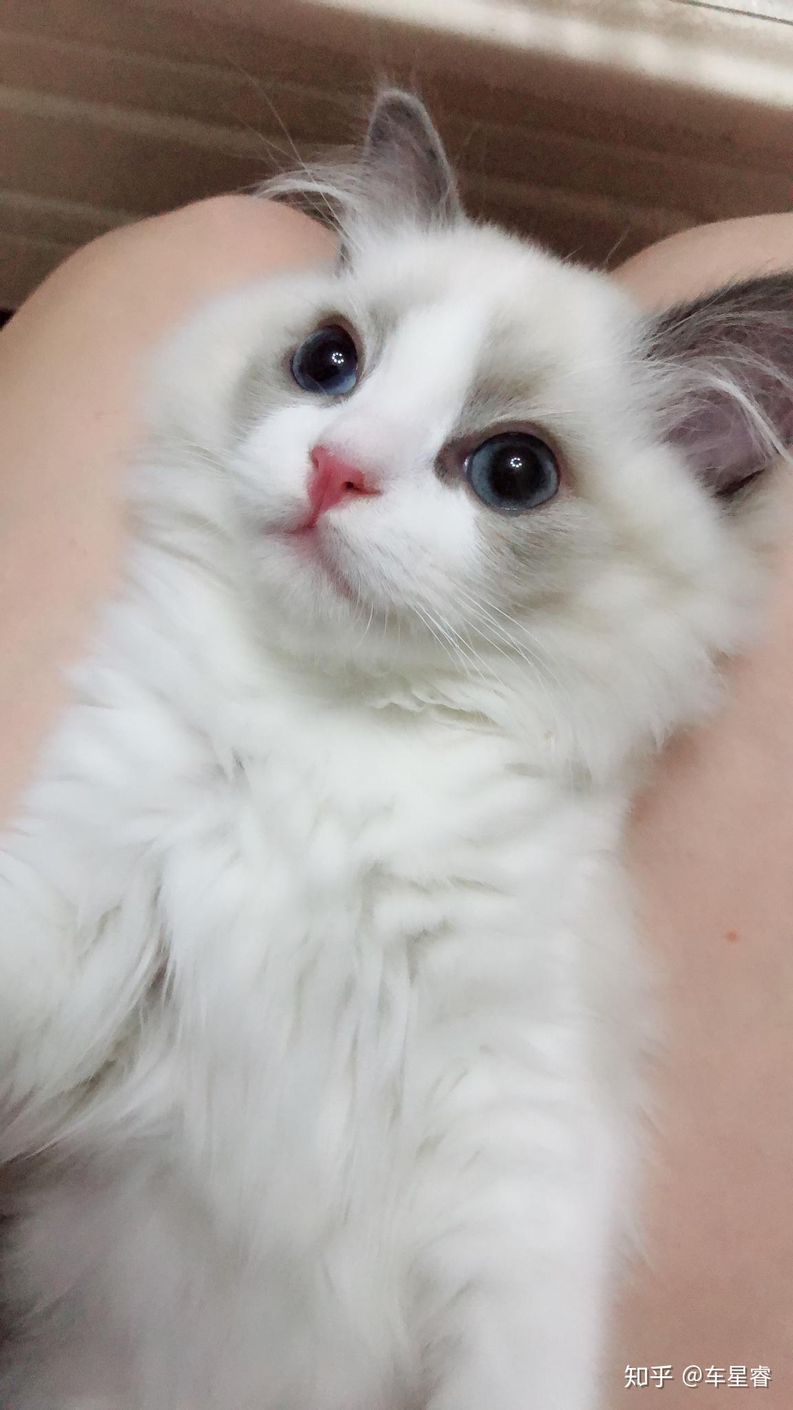 布偶猫2个眼睛色素度不太一样? - 知乎