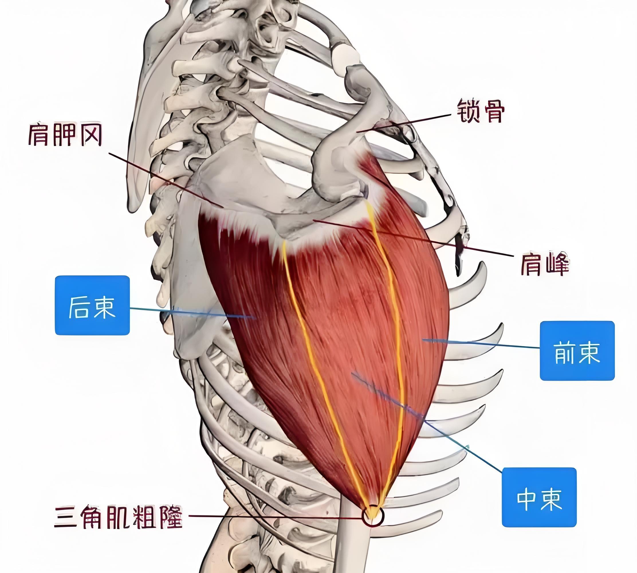 三角肌外翻图片