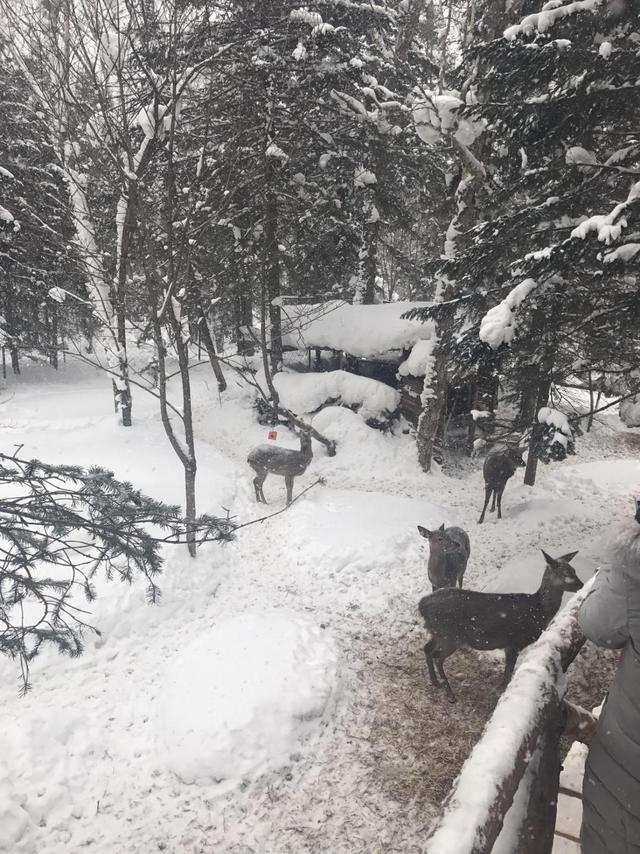 哈爾濱旅遊有哪些攻略?-哈尔滨旅游攻略路线最佳路线