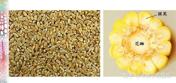 哪些植物的果实同时也是植物的种子? - 知乎