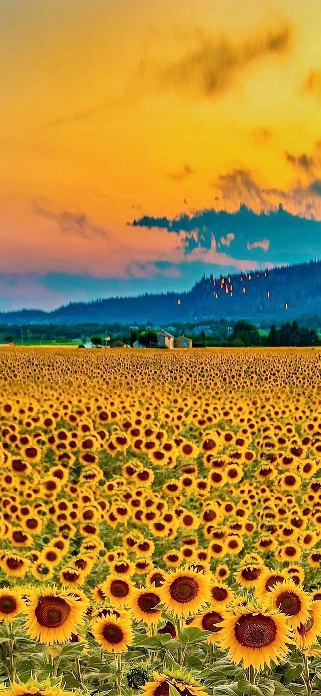 有没有都是向日葵的壁纸呢,让人看了心情超好的? - 知乎