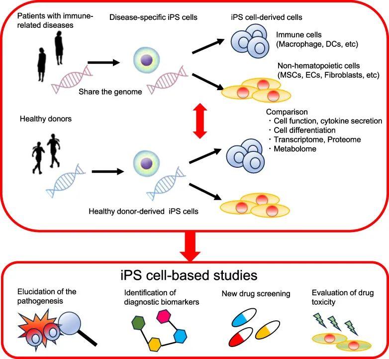 诱导多能干细胞（iPSC）的自述 - 知乎