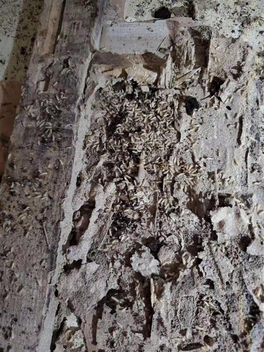 为什么上海白蚁会如此严重?(上海白蚁一般什么时候出现)