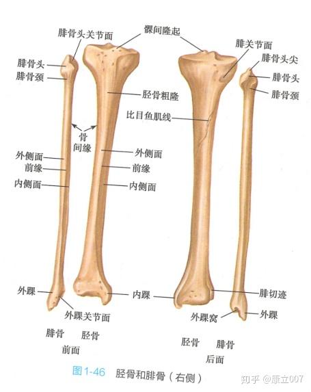 我们人体的每一根骨头是不是都是有用的