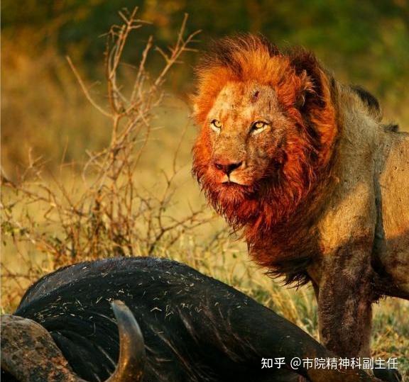 有没有狮子爱好者帮忙科普一下坏男孩联盟? - 知乎