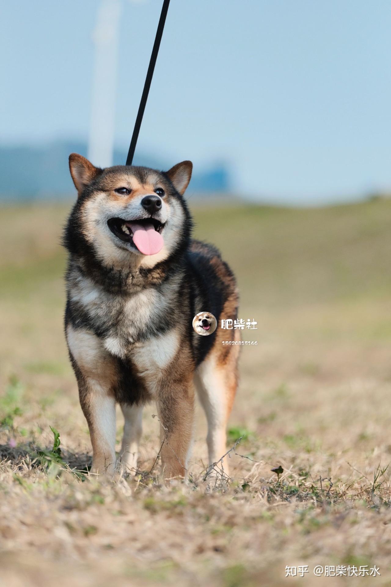 我家柴是胡麻? - 知乎