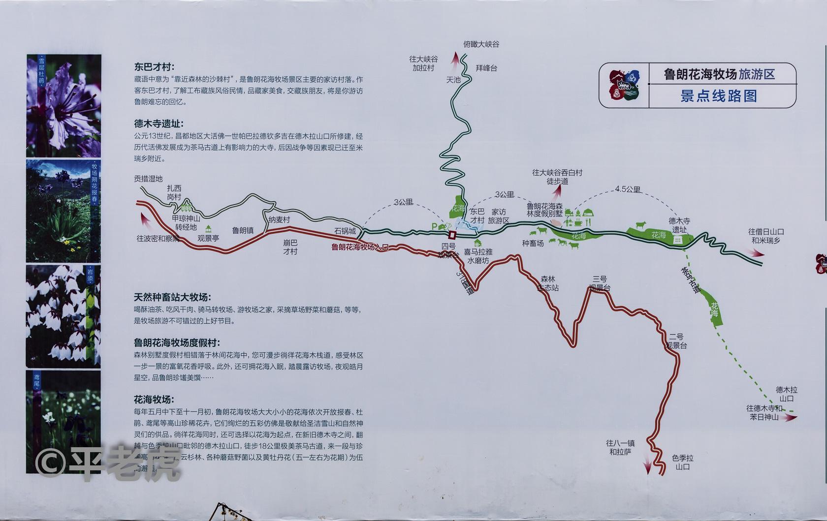 2023鲁朗花海牧场游玩攻略,川藏线上的美景（十三）东方...【去哪儿攻略】
