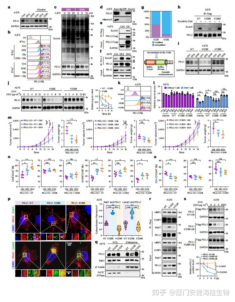 琥珀酰化专题|Nature Genetics(2024IF:30.800,JCR Q1)解读:PD-L1 琥珀酰化修饰调控黑色素瘤抗肿瘤免疫 ...
