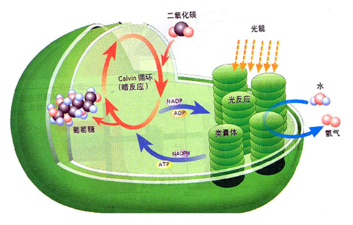 高中生物必修一•光合作用与能量转化(二) - 知乎