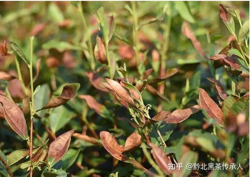 茶园夏季高温干旱怎么办? - 知乎