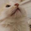  ubuntu npm nodejs 