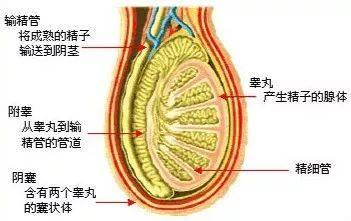 怎么防止输精管堵塞