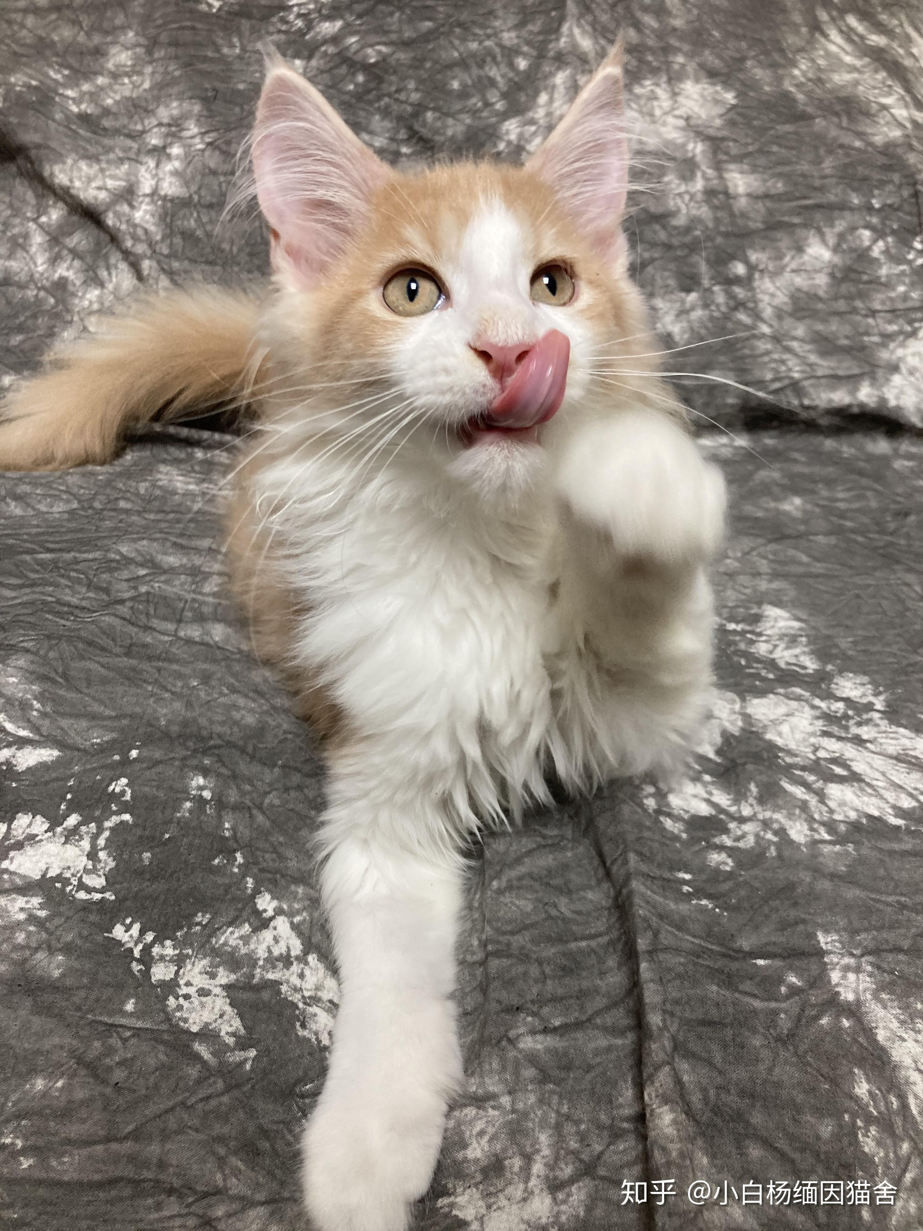 听说凯米尔缅因很少见可以给我看看你们的凯米尔色缅因猫吗