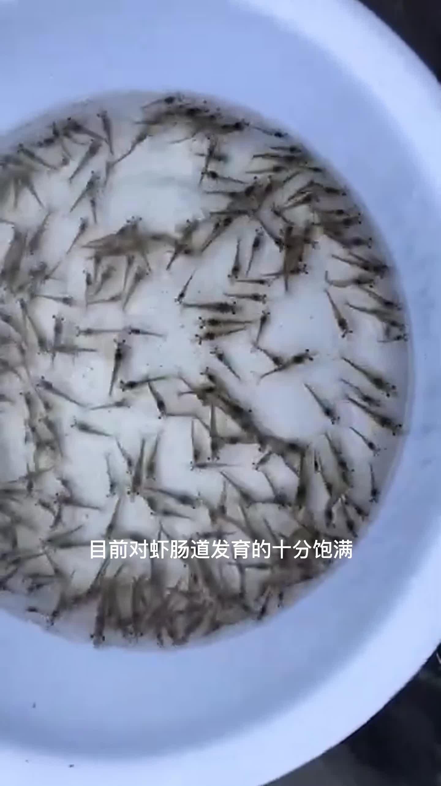 虾生长过程图片