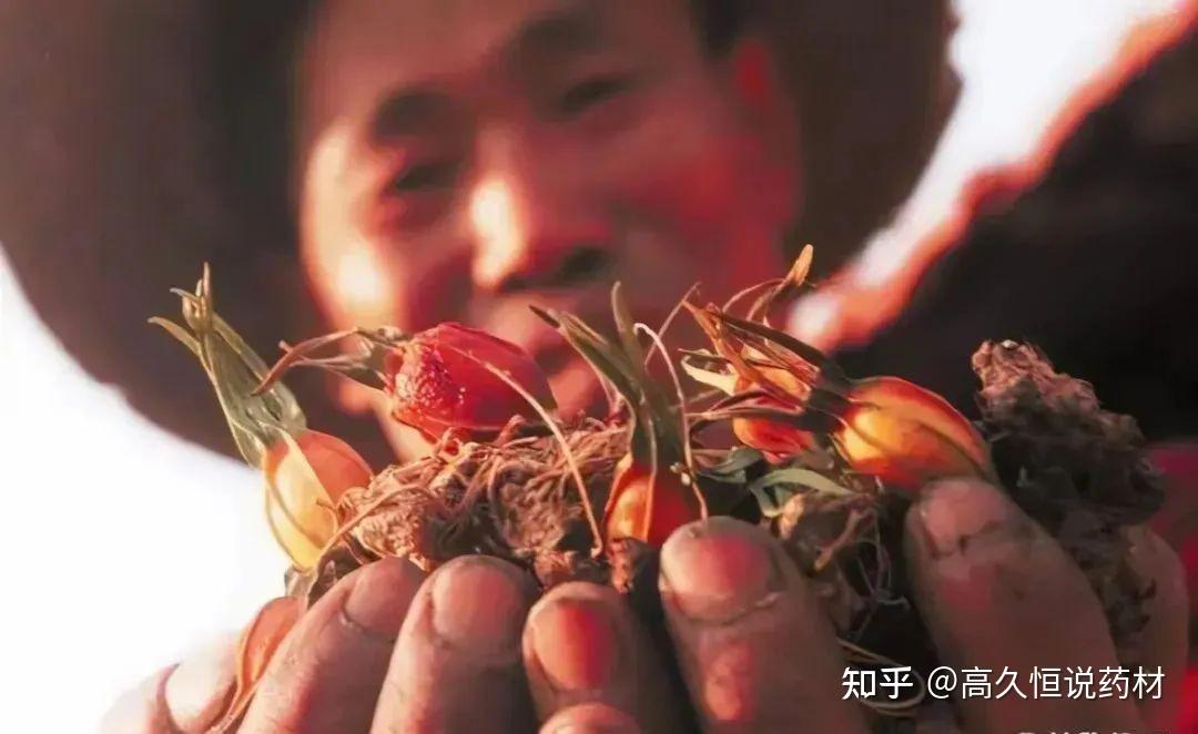 最新整理!全国道地知名中药材名录及15大道地产区分布 - 知乎