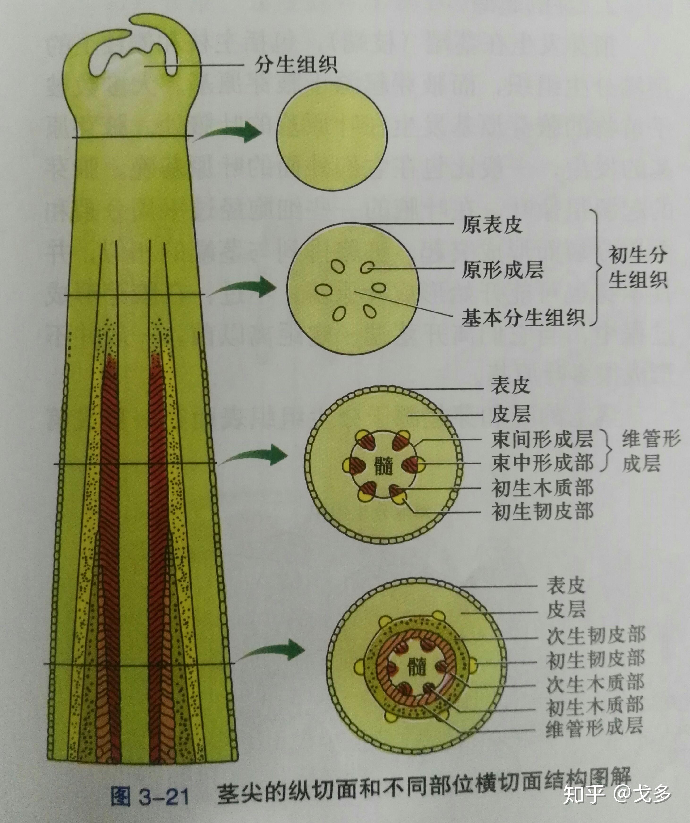 植物分生区分布在哪,只分布在根尖吗? - 知乎