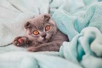 苏格兰立耳长毛猫