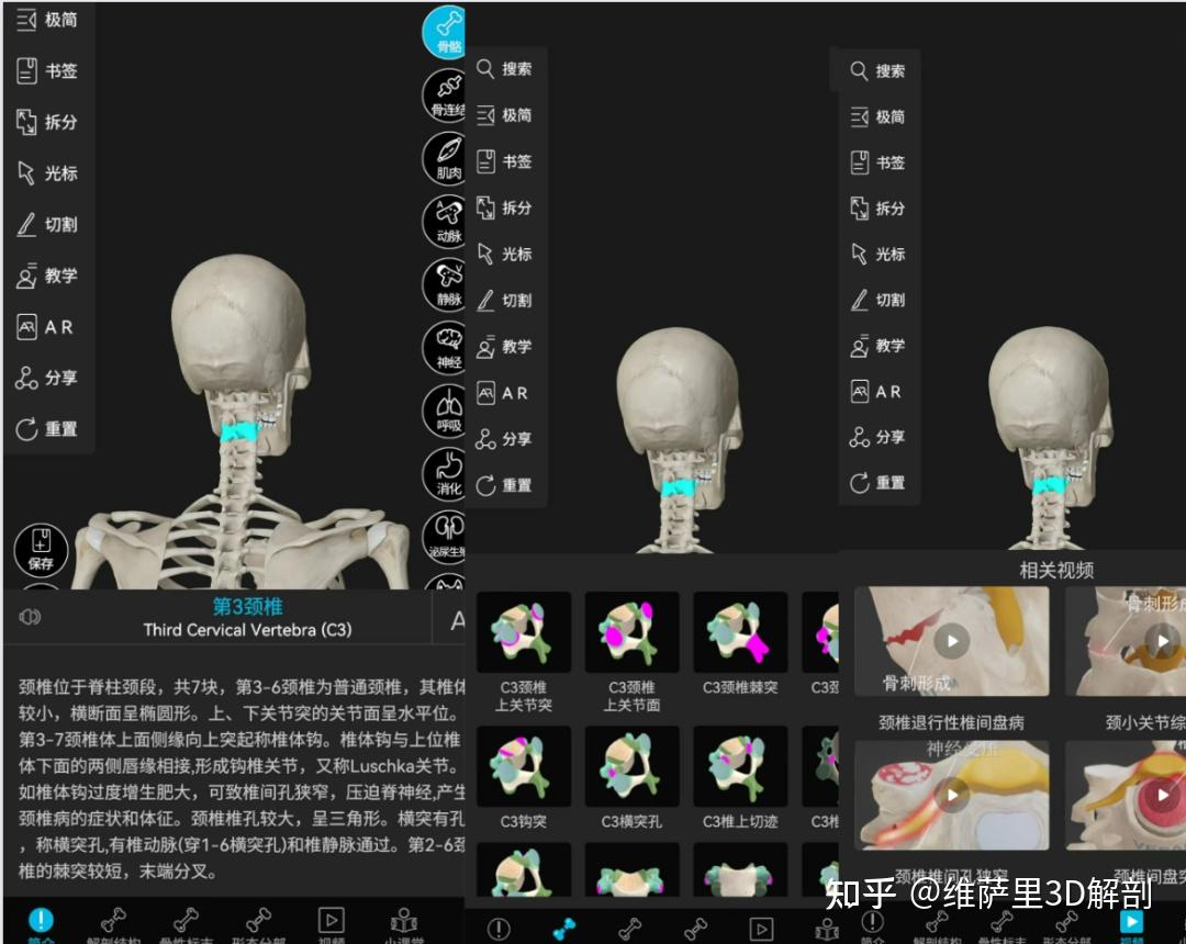 国内最好的解剖软件是3Dbody吗？ - 知乎