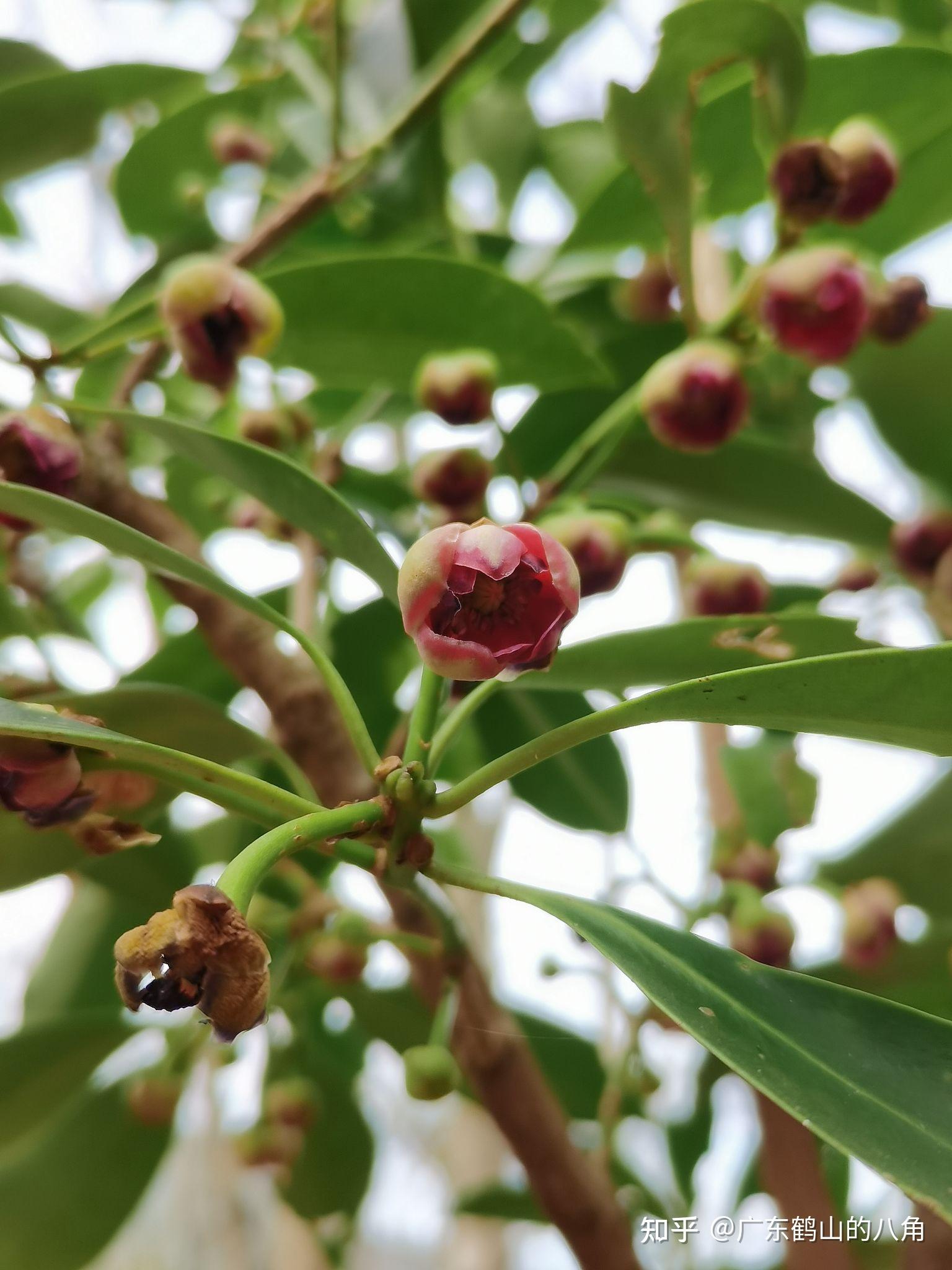 八角茴香的花序类型是什么? - 知乎