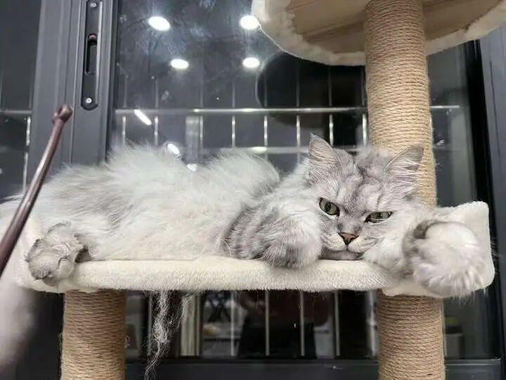 5个关于猫的冷知识，想不到吧？ - 知乎