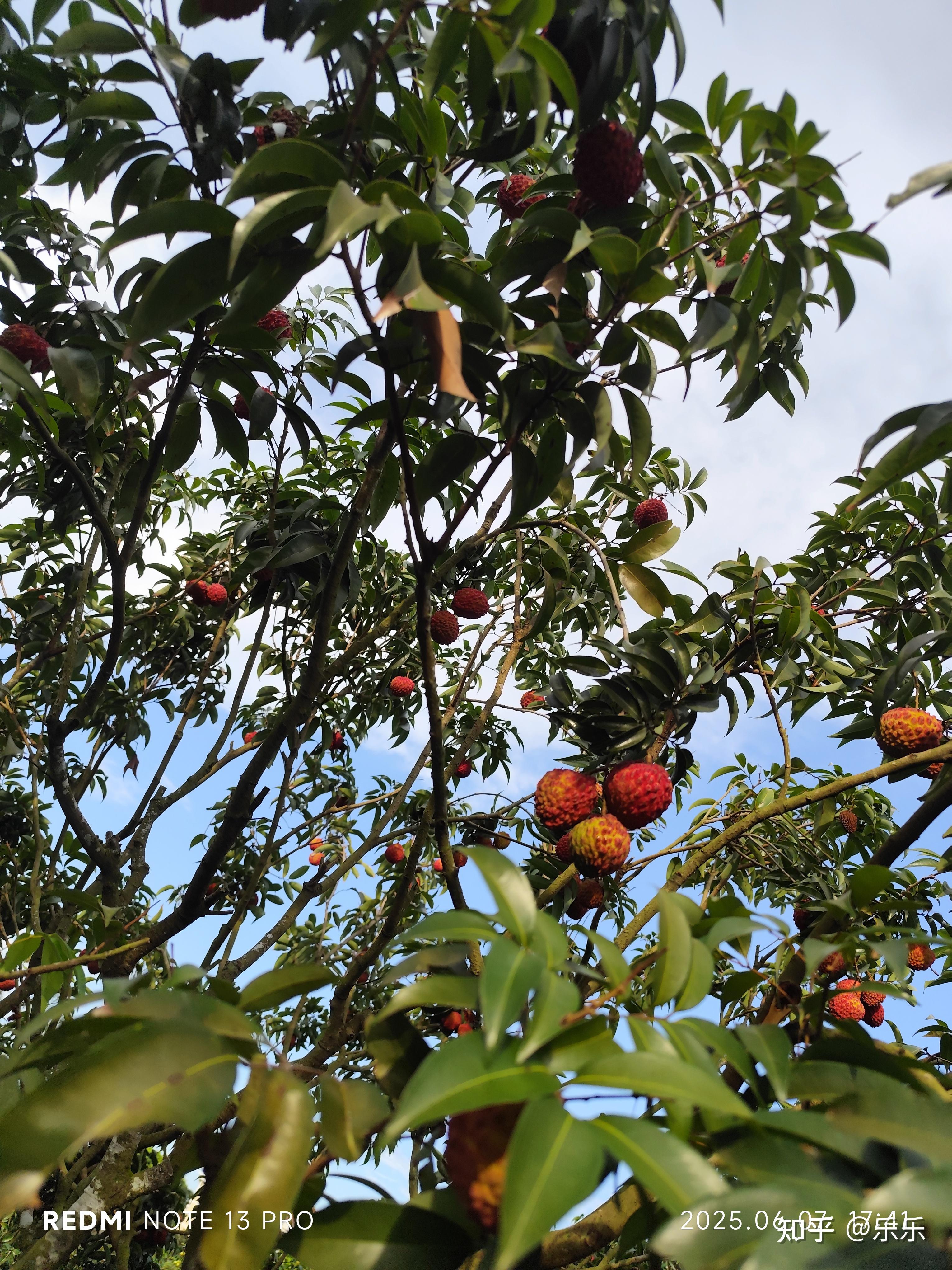 有人说透明的荔枝是「活荔枝」,奶白色的是「死荔枝」,为什么会有这种差异?在口感上区别大吗? - 知乎