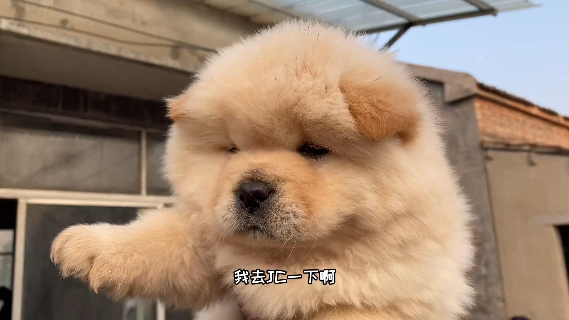 松狮犬的舌头为什么是紫色的