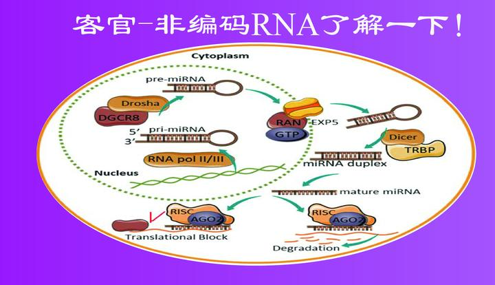 一文浅析非编码RNA起源及功能 - 知乎