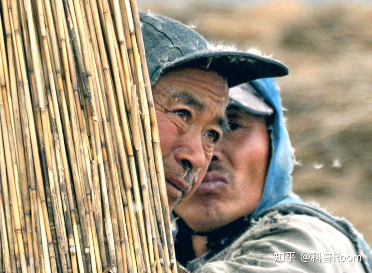 东北最后的“刀客”，零下25度割芦苇，起早贪黑一个月才挣5000 - 知乎