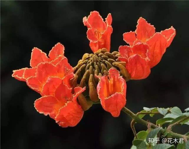 观赏树种|来自非洲的火焰树,火红热烈,堪比英雄花木棉树 - 知乎
