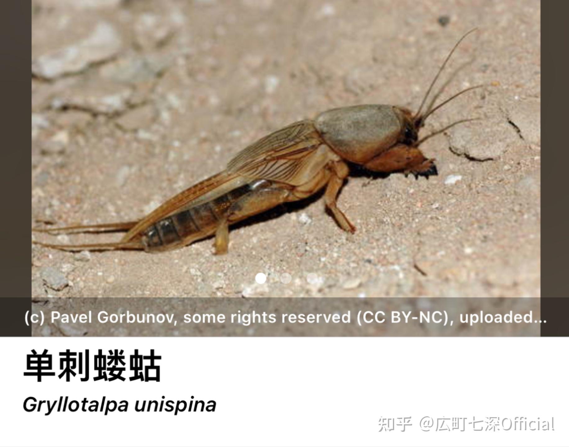 这是什么虫子感觉像蟋蟀