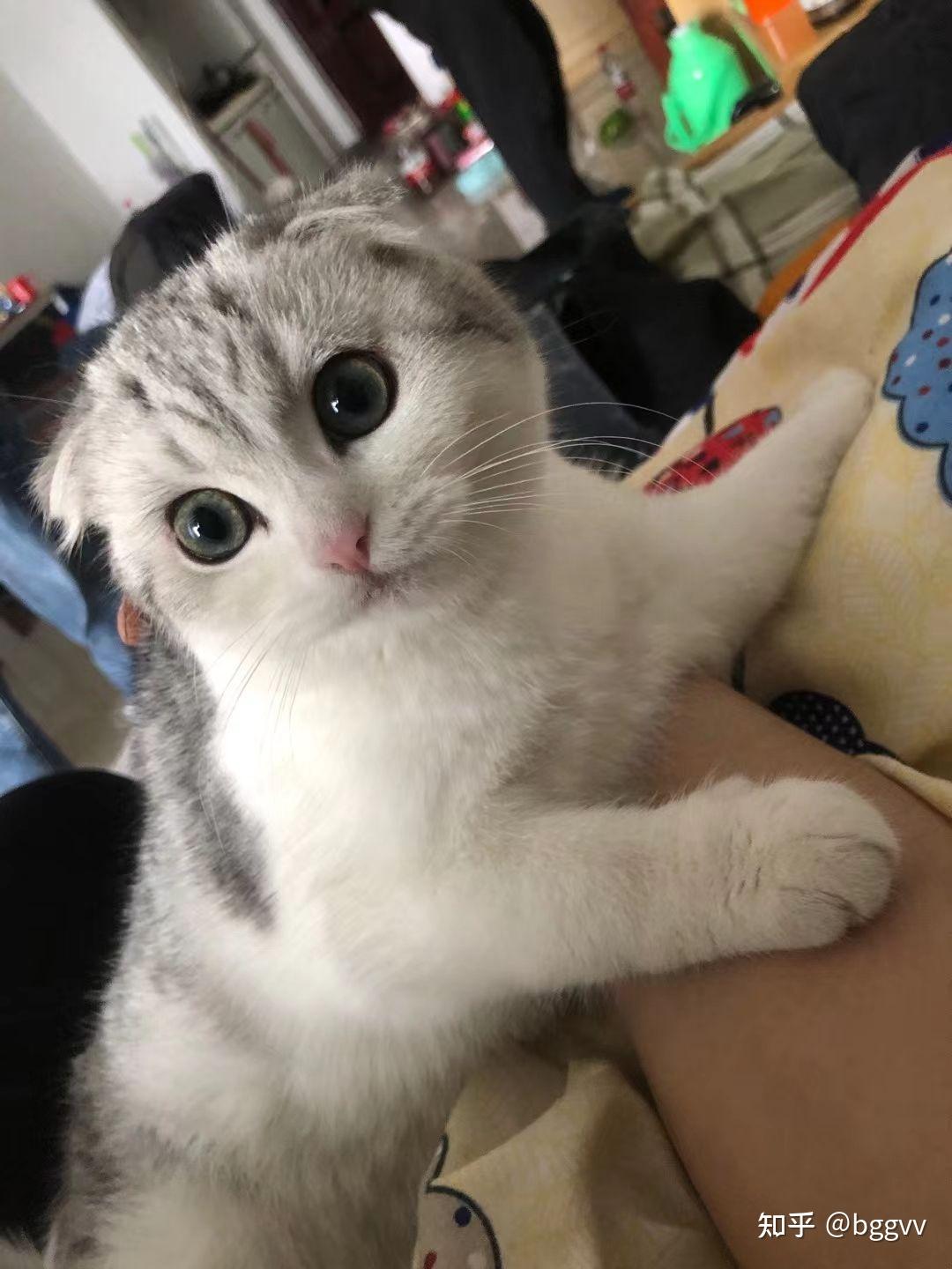 能不能给我看一下美短和金吉拉的串是什么样子的呀? - 知乎