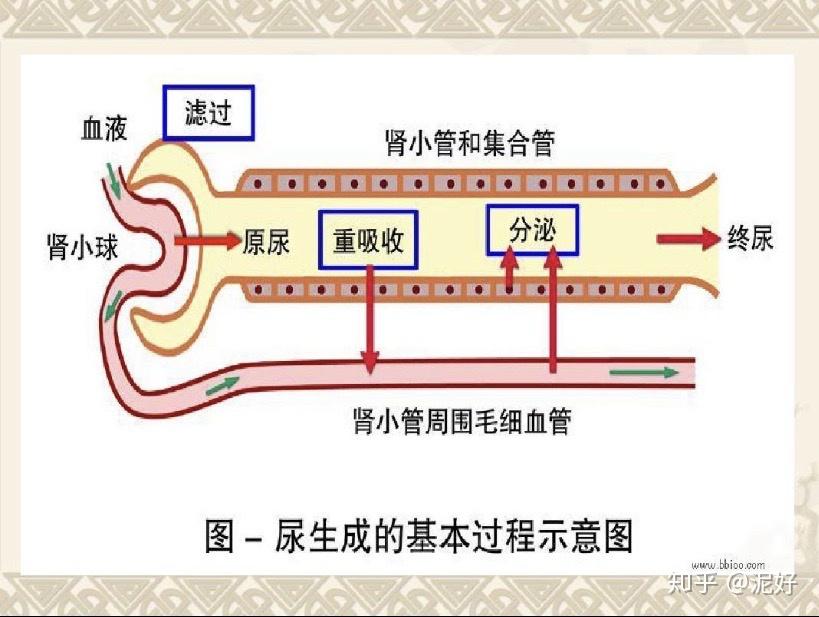 肾小管位置图图片