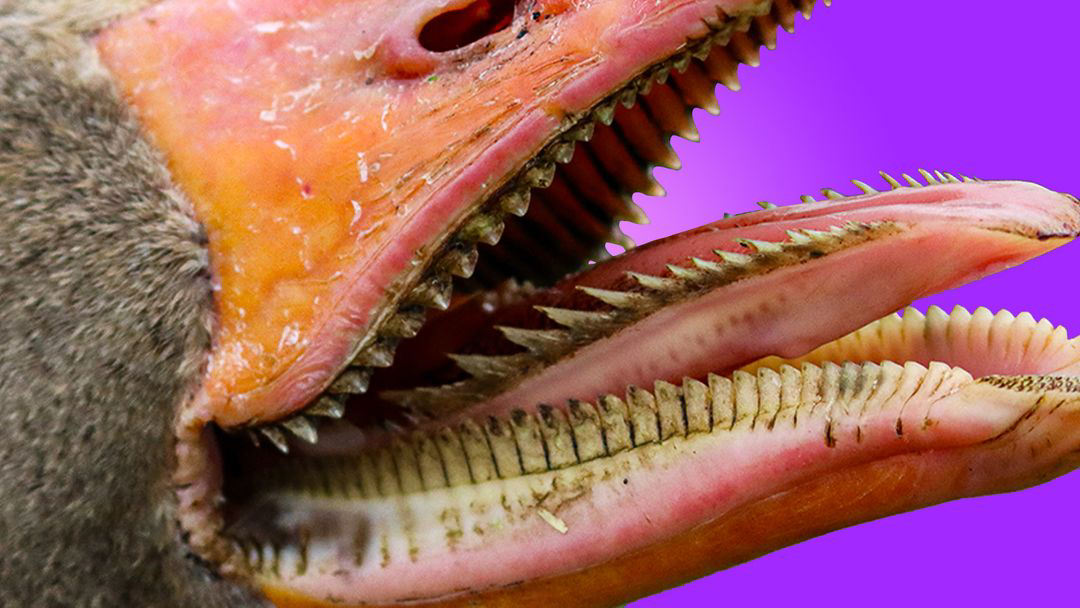 鹅有牙齿吗,战斗力如何? - 知乎