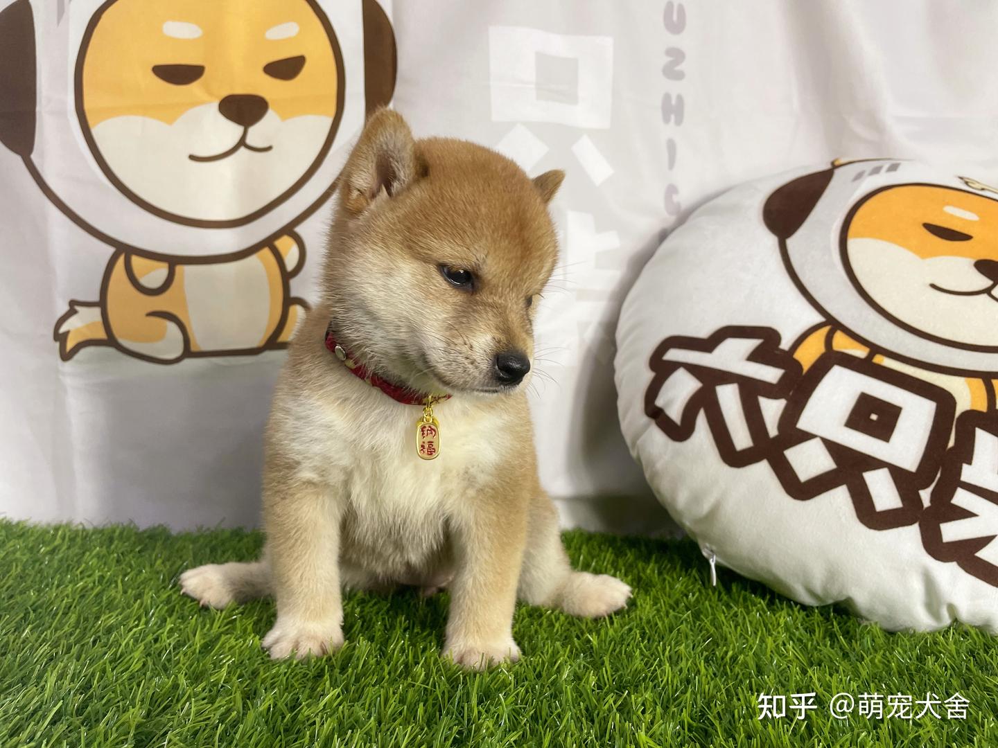 近几年很火的柴犬微笑，柴犬真的是在微笑吗？ - 知乎