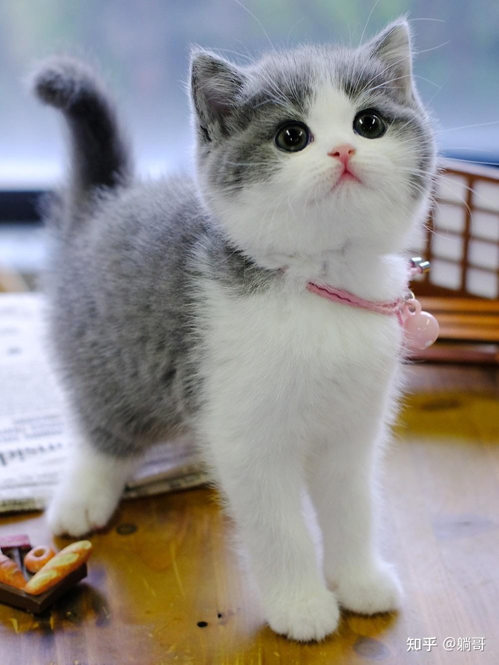 朋友圈卖的这蓝白猫是英短吗一般价位在多少呢