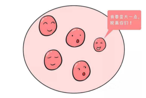 卵泡长不大到底是哪里出问题了?