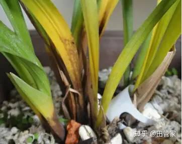 原色花卉病害虫百科 7 杀虫👩‍🌾菊花特别吸引黑色的蚜虫Aphids | 社区家居厨卫精选