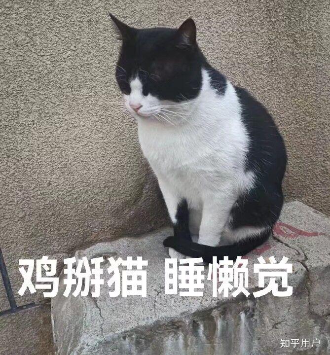 有没有几把猫的表情包