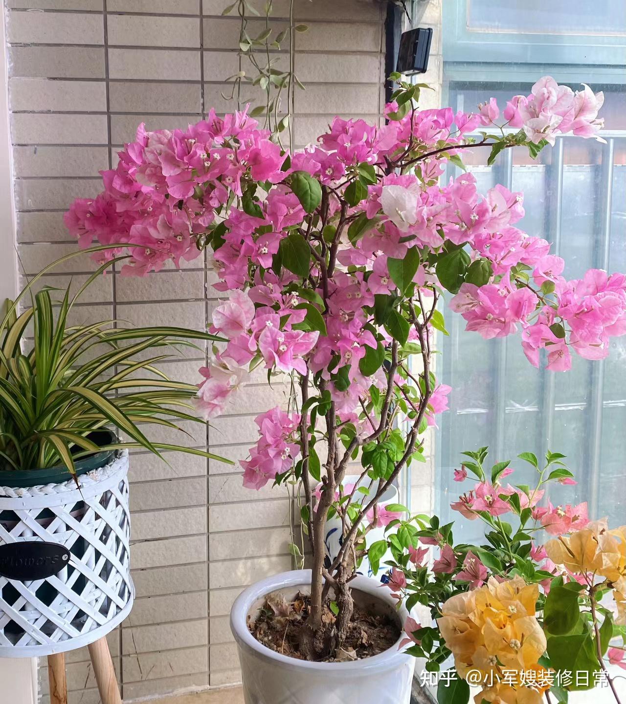 室内养什么花能除甲醛? - 知乎