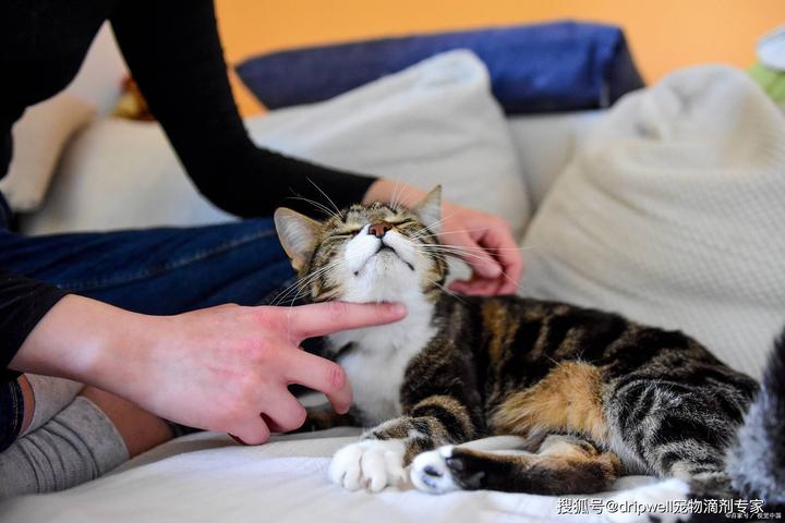 怎么正确“打猫”? - 知乎
