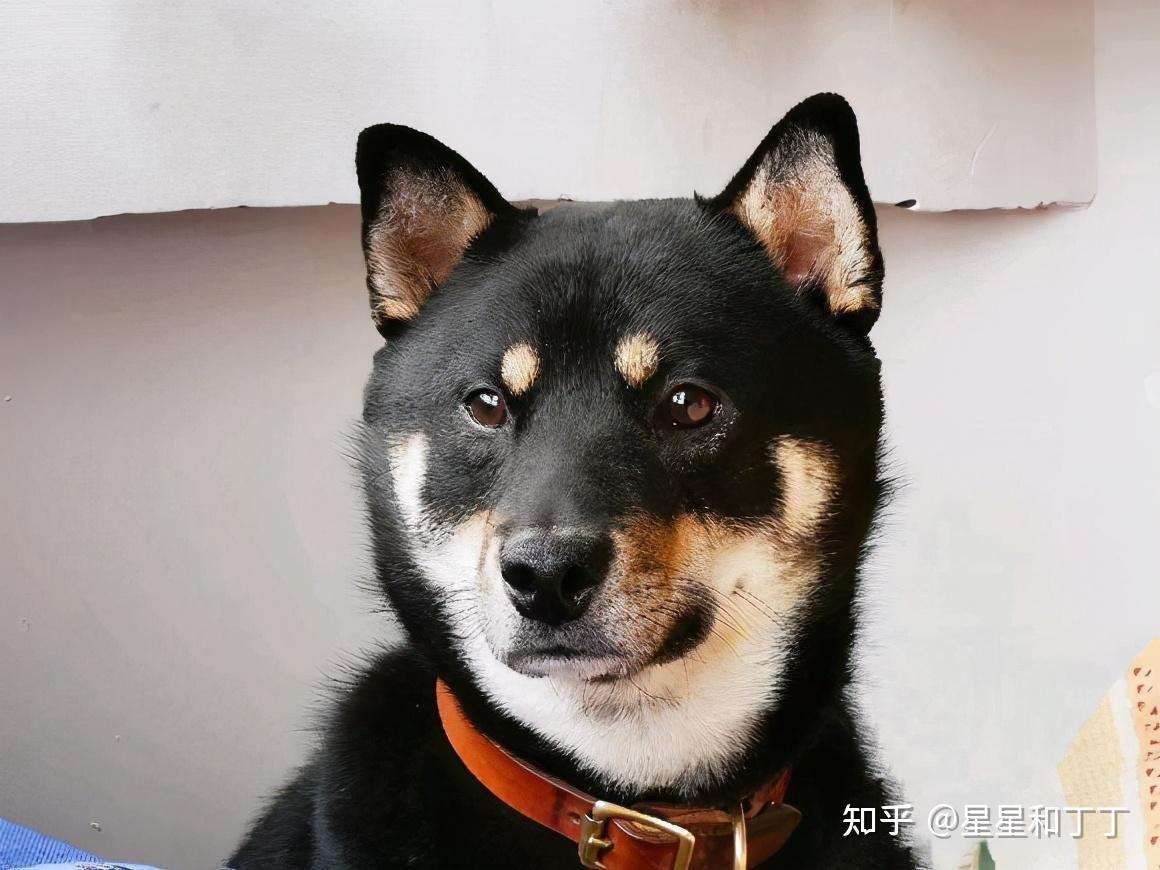 让老爸怀念一辈子的四眼儿土狗 - 知乎