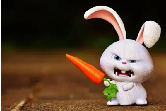 “兔年”不是Rabbit year!正确的表达是... - 知乎
