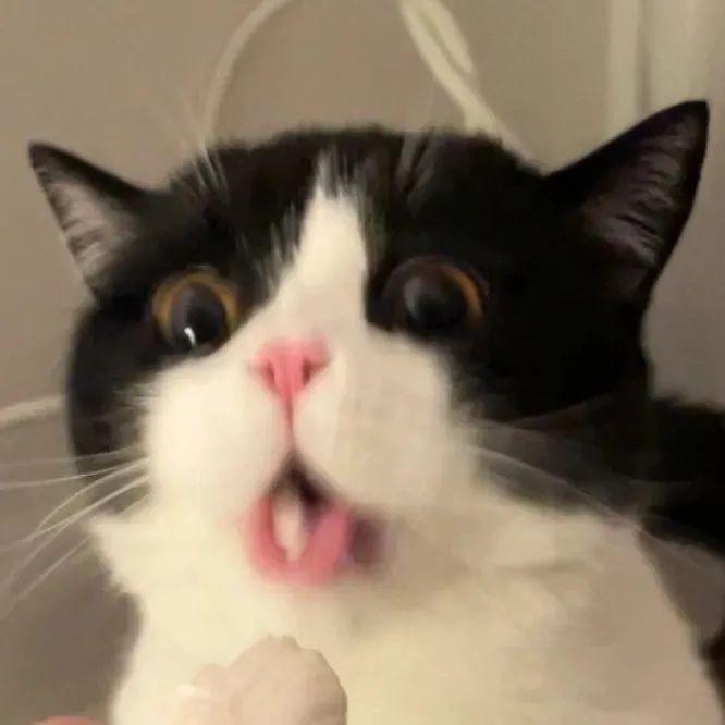 有哪些严肃点的猫咪头像值得分享?