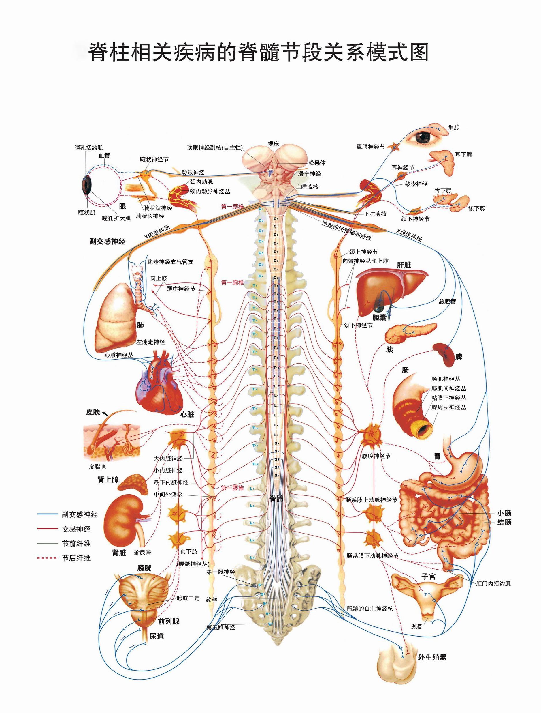 求高清的脊椎全息图? - 知乎