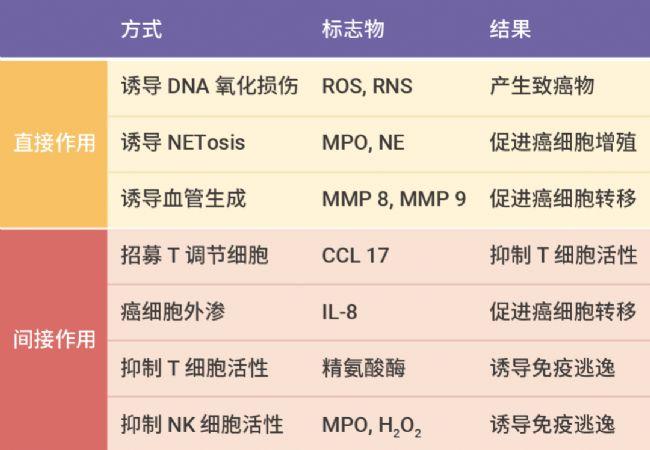 中性粒细胞百分比偏低?